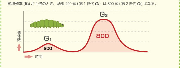 純増殖率(R0) が4倍のとき、幼虫200 頭(第１世代G1）は800 頭(第２世代G2)になる。