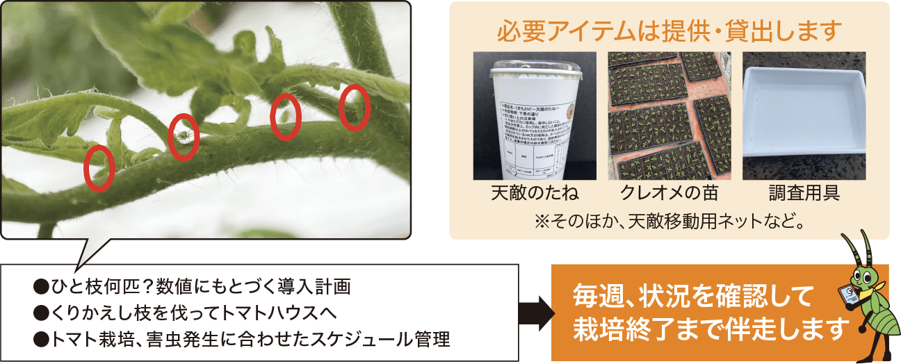 ●ひと枝何匹？数値にもとづく導入計画 ●くりかえし枝を伐ってトマトハウスへ ●トマト栽培、害虫発生に合わせたスケジュール管理　必要アイテムは提供・貸出します。天敵のたね クレオメの苗 調査用具 ※そのほか、天敵移動用ネットなど。　毎週、状況を確認して栽培終了まで伴走します。