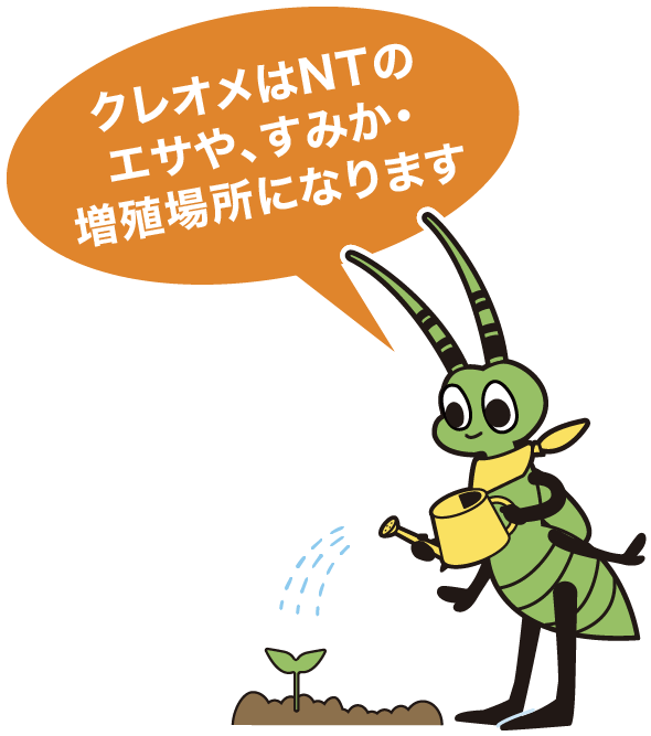 クレオメはNTのエサや、すみか・増殖場所になります