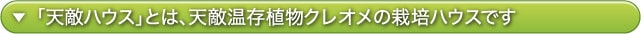 「天敵ハウス」とは、天敵温存植物クレオメの栽培ハウスです
